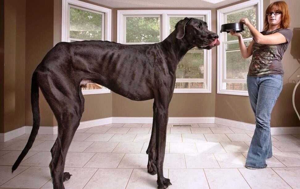 Care este cel mai mare câine de pe Pământ? Cum arată acesta?