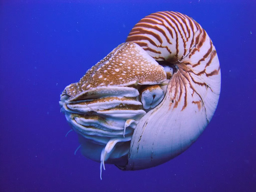 Care este singurul animal din lume care are patru inimi? Ce animale au trei inimi? 1 nautilus
