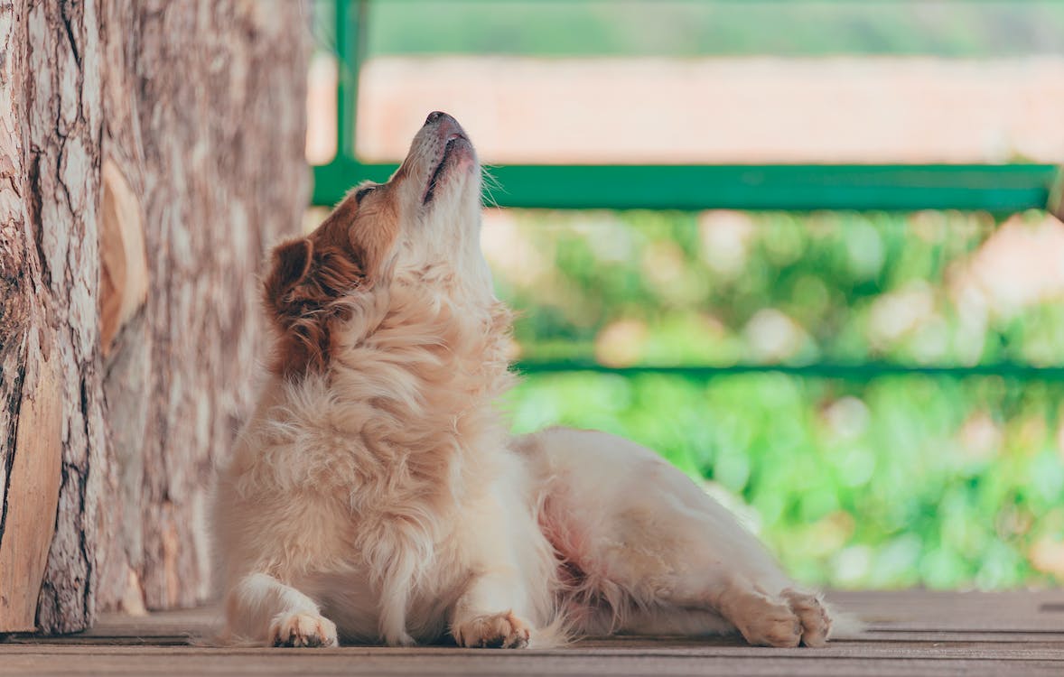 Ce înseamnă când câinele urlă ca un lup?
