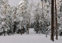 METEO. Vine iarna peste România. ANM a spus unde va ninge METEO. Vine iarna peste România. ANM a spus unde va ninge