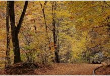 Prognoza meteo pentru următoarele 4 săptămâni Prognoza meteo pentru următoarele 4 săptămâni