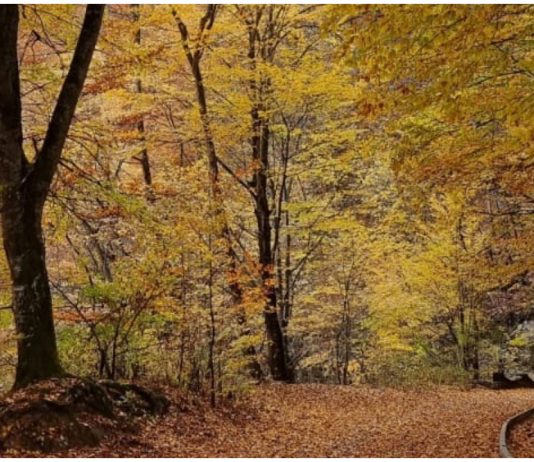 Prognoza meteo pentru următoarele 4 săptămâni Prognoza meteo pentru următoarele 4 săptămâni